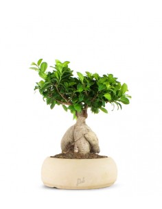 Ficus Ginseng L 2