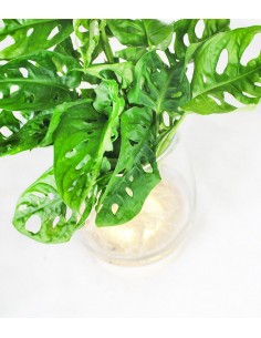 Filodendro Monkey Mask Idro... 2