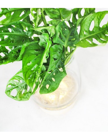 Filodendro Monkey Mask Idro con led