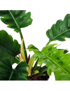 Filodendro Narrow Escape 2