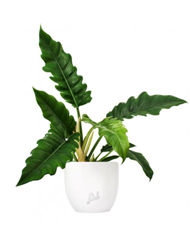 Filodendro Narrow Escape