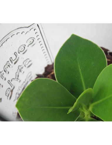 Lampada con pianta di clusia