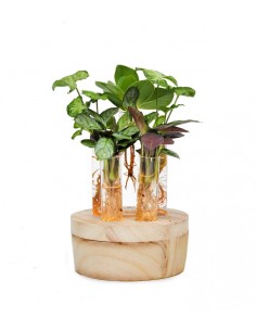 Mix piante verdi in...