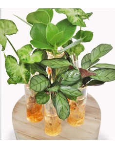 Mix piante verdi in... 2