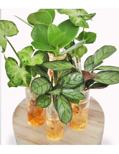 Mix piante in idroponica con led 