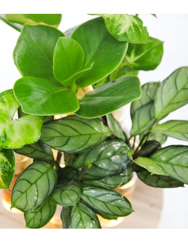 Mix piante in idroponica con led 