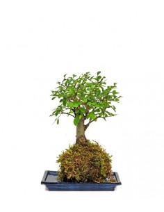 Olmo zelkova in kokedama