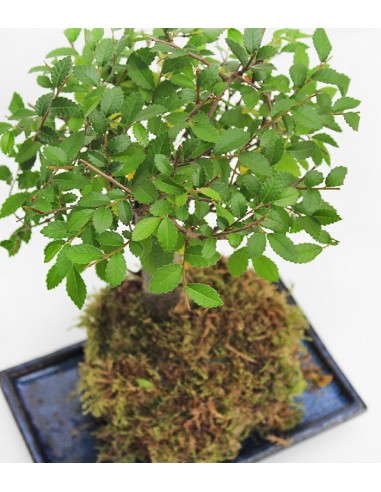 Olmo zelkova in kokedama Olmo zelkova in kokedama