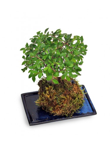 Olmo zelkova in kokedama Olmo zelkova in kokedama
