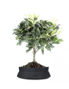 Osmanthus