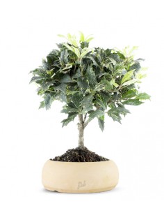 Osmanthus 2
