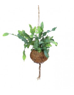 Phlebodium in fibra di cocco