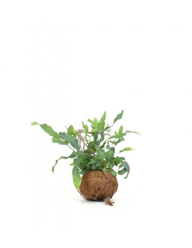 Phlebodium in fibra di cocco