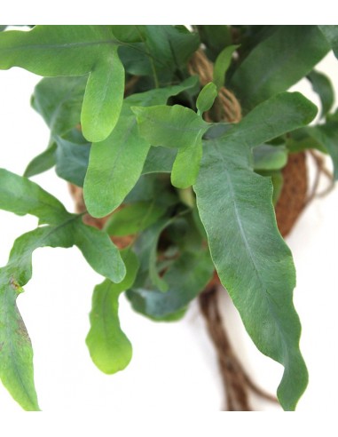 Phlebodium in fibra di cocco