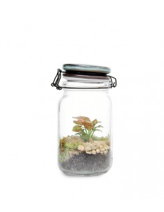 Syngonium | Singonio rosa...