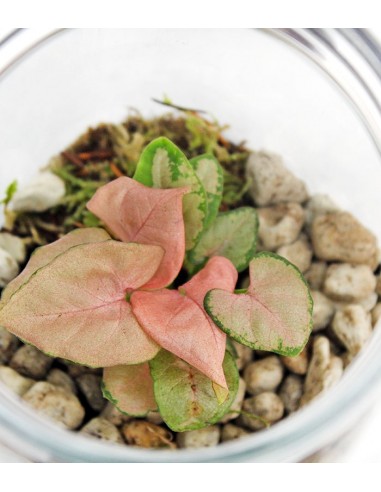 Syngonium rosa in vetro 