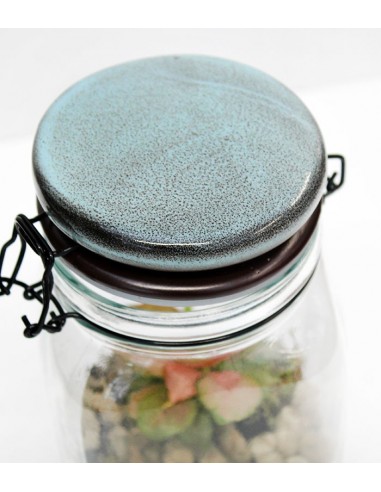 Syngonium | Singonio rosa in barattolo 