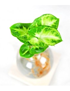 Syngonium sfera con led 2