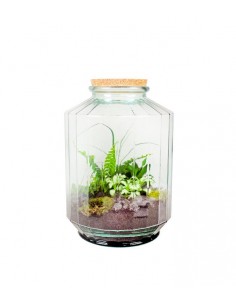 Terrarium in vetro
