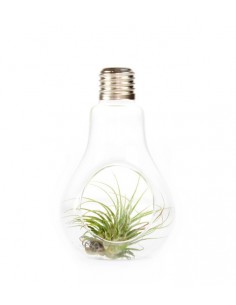 Tillandsia in vetro Flob