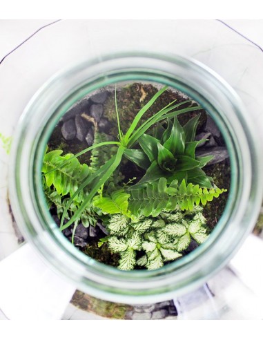 Terrarium in vetro