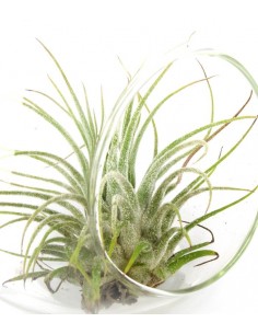 Tillandsia in vetro Flob 2