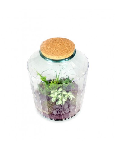 Terrarium in vetro