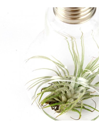 Tillandsia in vetro Flob