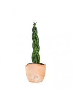 Sansevieria Twister 2
