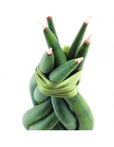 Sansevieria Twister Sansevieria Twister