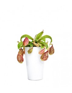 Nepenthes Hookeriana