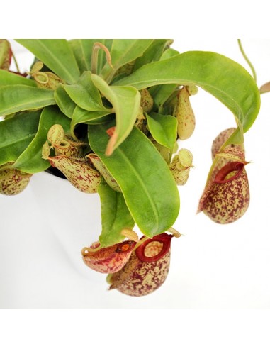 Nepenthes Hookeriana