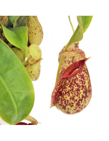 Nepenthes Hookeriana