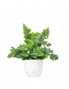 Phlebodium Aureum "Davana"