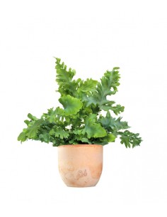 Phlebodium Aureum "Davana"... 2