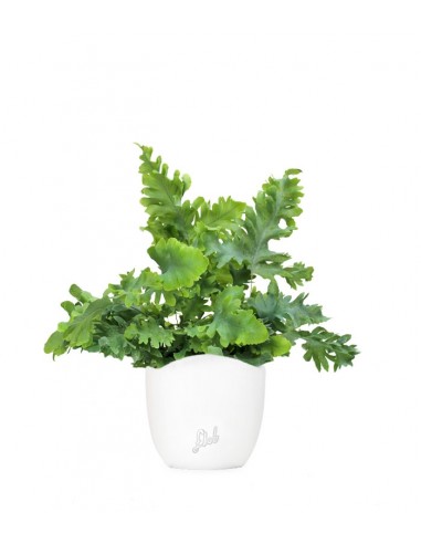 Phlebodium Aureum "Davana" | Felce