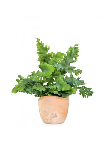 Phlebodium Aureum "Davana" | Felce