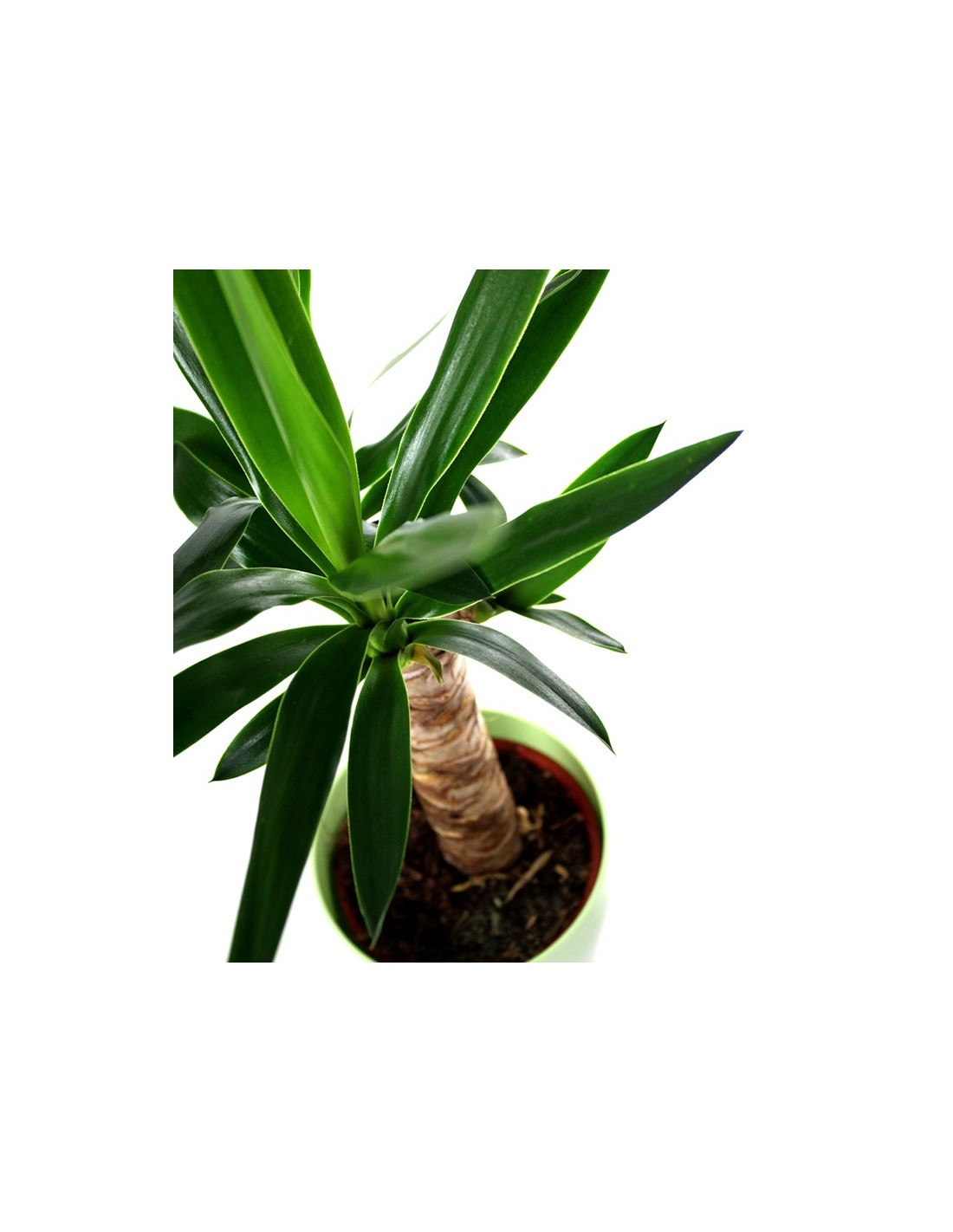Tronchetto della Felicità Dracena
