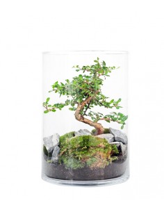 Carmona bonsai in vetro
