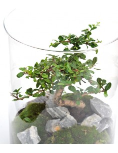 Carmona bonsai in vetro 2