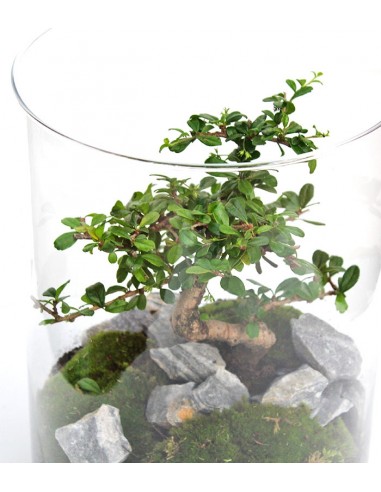 Carmona Bonsai in Terrarium 