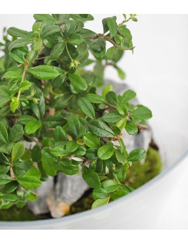 Carmona bonsai in vetro