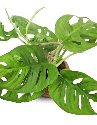 Monkey Mask in fibra di cocco