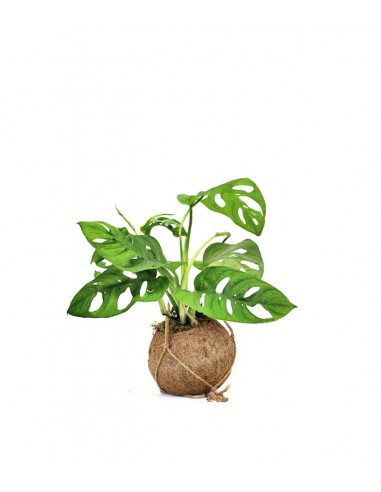 Monkey Mask in fibra di cocco