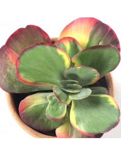Kalanchoe thyrsiflora... 2