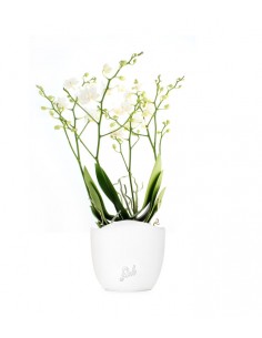 Orchidea |Phalaenopsis Sogo...