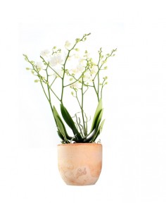 Orchidea |Phalaenopsis Sogo... 2