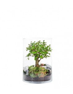  Olmo Bonsai in terrario