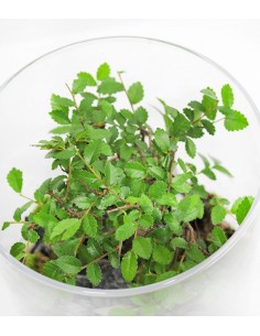  Olmo Bonsai in terrario 2