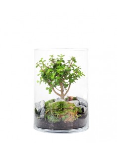 Portulacaria bonsai in...